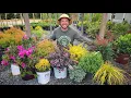 Top 10 Shrub Combinations to Plant In Front of Your Home