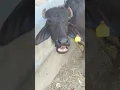 Download Lagu our cute buffalo #sound #cute #village #buffalo #shortvideos #shorts #short