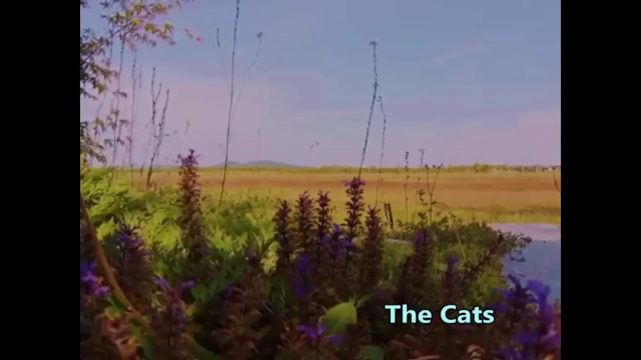The Cats  /  I Walk Through The Fields