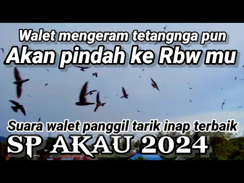 Download MP3 SP AKAU 2024. suara walet panggil tarik inap terbaik \u0026 berkulitas tinggi