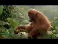 اغنية طابخين النومي