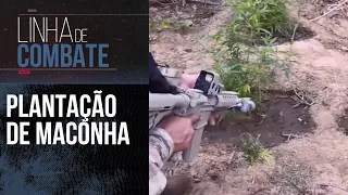 MACONHA NO SERTÃO: POLÍCIA FAZ OPERAÇÕES CONTRA PLANTAÇÕES E TRÁFICO DE DROGAS | MELHORES MOMENTOS