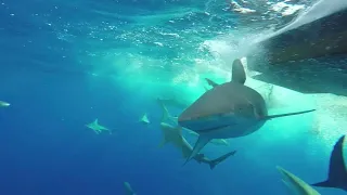 Shark tour and sailing Haleiwa to Kaneohe