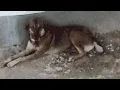 Shovel Dog The Most Disturbing GIF