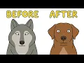 How Humans Accidentally Domesticated Dogs