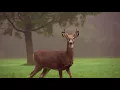 Wayne County April2018