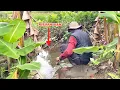 Download Lagu Mancing di parit perkebunan pisang ikannya rakus-rakus🥰 #indo1team
