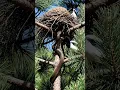 Download Lagu 👑 Magpie yang Agung! Burung Ganas Bertarung dengan Ular Panjang di Pohon Pinus! #Magpie #natureismetal