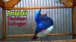 Download Terapi Tledekan| suara air dan kicau tledekan laut||Bird Therapy| MP3