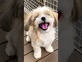 cutes shihtzu puppy dog barking video dog sound #dog #puppy #shihtzu #cutedog #pets #barking #shorts