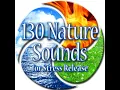 Lesser Whitethroat Chaffinch Song in a Forest Setting