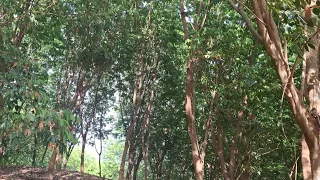 Kokborok Rubber Kubung Takaidi Butwi Phaya Ongnay Part 1 Ampinagar Tripura India 