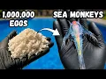I Hatched 1 000 000 Sea Monkeys in a Swimming Pool