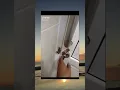 Download Lagu buka pintu 🗿#shorts#meme#shorts#viral#memes#memeabsurd#memehiburan#short kriszy panton official