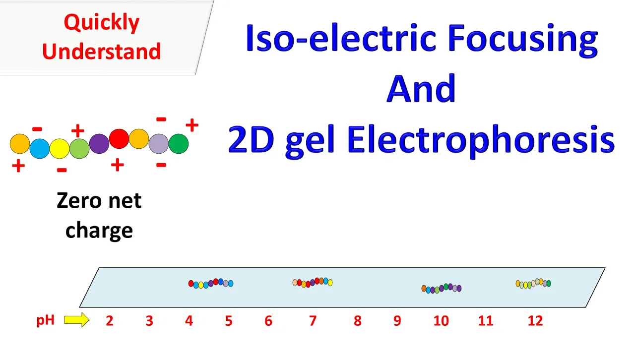 Isoelectric Focusing and 2D gel electrophoresis