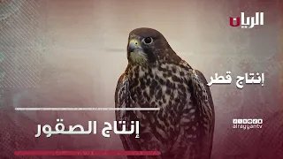 إنتاج الصقور والحبارى برنامج إنتاج قطر 