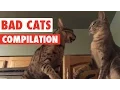Bad Cats Compilation 2016