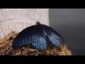 Download Lagu Butterfly Exhibit Indianapolis Zoo