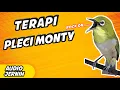 Download Lagu TERAPI PLECI MONTANUS AUTO GACOR || Terapi Pleci MONTY || Terbaru 2022