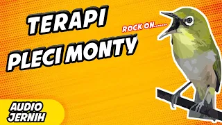 Download TERAPI PLECI MONTANUS AUTO GACOR || Terapi Pleci MONTY || Terbaru 2022 MP3