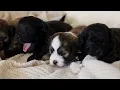 Amy's litter of Sweet Teddy Bear Pups!