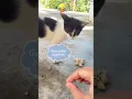 Download Lagu @FamilyActivity-f5x Memberi kucing makan part 134 #adayinmylife #cat #catlovers #cutecat