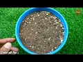 How to grow Cardamom from seeds | Grow Cardamom at home | cardamom plant