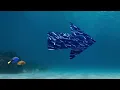 Finding Nemo the live action remake trailer