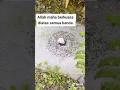 Download Lagu allah maha kuasa :)