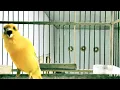 Download Lagu LIZARD canary singing / Spanish Timbrado canary song for training / Canário belga