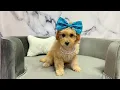 Cavapoo F at Furry Babies Portage