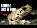 Download Lagu You Probably Think These 5 Sounds Are Birds…But They’re Not