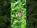 Download Lagu A #monarch #butterfly stopped by yesterday! #homestead #monarchbutterfly #savethemonarchs #indiana