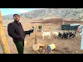 The Argument Before We Moved: Nomadic Migration with the Habib Family