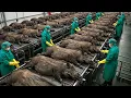 How Iberico Ham Is Made - Inside an Iberico Ham Factory Like This