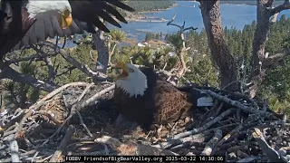 @FOBBVCAM Jackie returns, fights with fishing line and feeds the chicks 22.03.2025