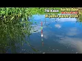 Download Lagu Mancing Liar Di Rawa Dapat Banyak Ikan Nila Babon Besar Umpan Turun Langsung Sambar
