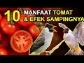 Download Lagu 10 Manfaat TOMAT untuk Burung KUTILANG dan EFEK SAMPINGNYA