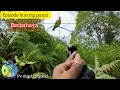 Download Lagu Berburu burung punai/ green pigeon ❗️ dan cara mengatasi burung yg susah datang agar tetap poin 