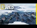 Lagu Narwhals: The Unicorns of the Sea! | Nat Geo WILD
