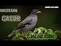 Download Lagu Masteran Suara Burung Jalak Kebo Jos !!!