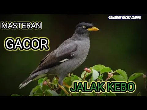 Download MP3 Masteran Suara Burung Jalak Kebo Jos !!!