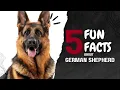 Download Lagu 5 Fun Facts About German Shepherds | Why They're One of the Smartest \u0026 Most Loyal Breeds!