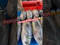 Download Lagu HONIARA SOLOMON ISLANDS FISH IS EVERYWHERE, FRESH \u0026 CHEAPEST BY THE ROADSIDE #shortvideo #shorts