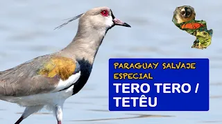 Paraguay Salvaje Especial: Terotero