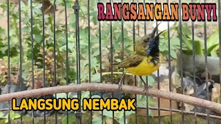 cuit cuit cerr cerrr sogonmu pasti iku nembak sogonbahan sogon sogongacordor sogokontong