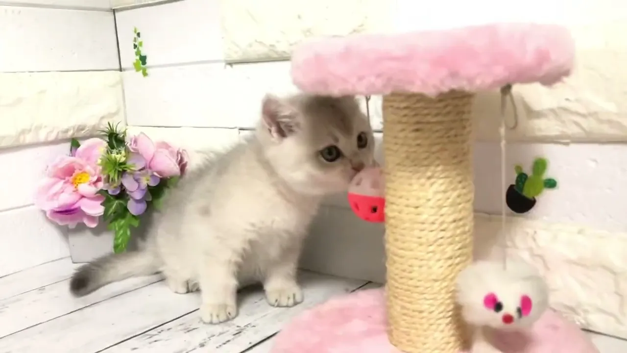 動画