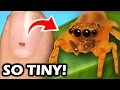 Is This the World s SMALLEST Jumping Spider - The Neonella Jumping Spider