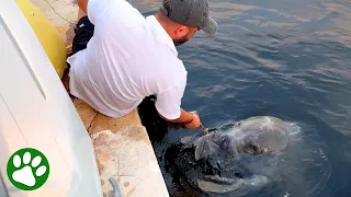 Trapped Manatee Begs for Help ❤️