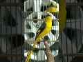 Download Lagu Burung mantenan gacor biasa disebut juga mantenan gunung gacor #Shorts